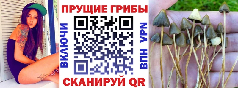 Галлюциногенные грибы Cubensis  где можно купить   Балей 